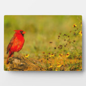 Männlicher Kardinal auf Log Fotoplatte (Vorderseite)