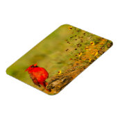 Männlicher Kardinal auf Log Magnet (Linke Seite)