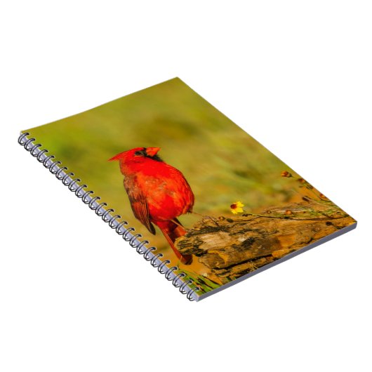 Männlicher Kardinal auf Log Notizblock (Rechte Seite)