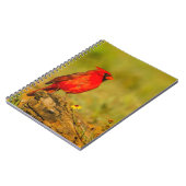 Männlicher Kardinal auf Log Notizblock (Linke Seite)