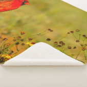 Männlicher Kardinal auf Log Sherpadecke (3/4)