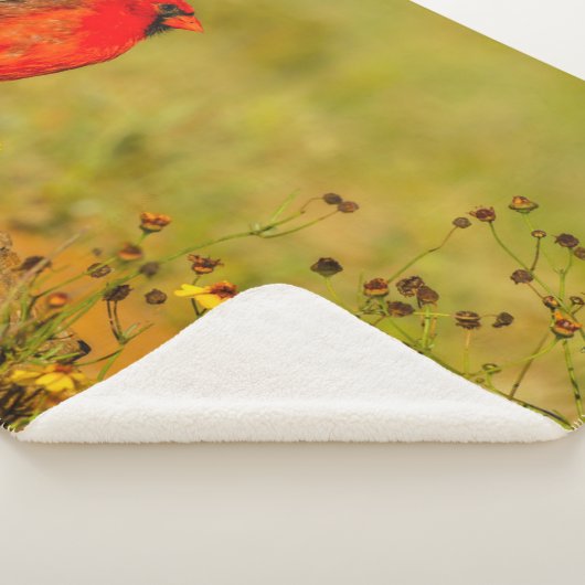 Männlicher Kardinal auf Log Sherpadecke (3/4)