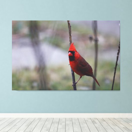 Männlicher Kardinal Bird Leinwanddruck (Insitu (Holzboden))