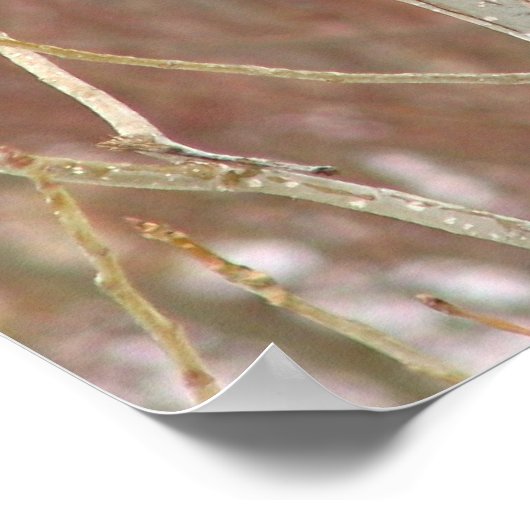 Männlicher Kardinal Canvas Print Poster (Ecke)