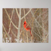 Männlicher Kardinal Canvas Print Poster (Vorne)