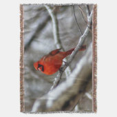 Männlicher Kardinal Decke (Vorderseite Vertikal)