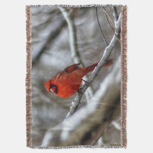 Männlicher Kardinal Decke (Vorderseite Vertikal)