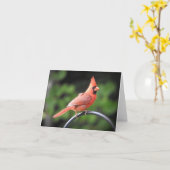 Männlicher Kardinal, der ankommt, um zu sagen, er  Karte (Gelbe Blume)