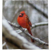 Männlicher Kardinal Duschvorhang (Vorderseite)