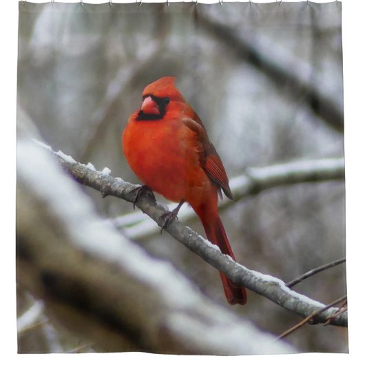 Männlicher Kardinal Duschvorhang (Vorderseite)