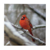 Männlicher Kardinal Fliese (Vorderseite)