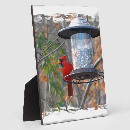 Männlicher Kardinal Fotoplatte (Seite)