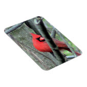 Männlicher Kardinal ( Frühjahr) Magnet (Rechte Seite)