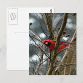 Männlicher Kardinal Funny Postkarte (Vorne/Hinten)