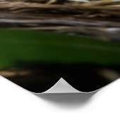 Männlicher Kardinal Füttre Babys Poster (Ecke)