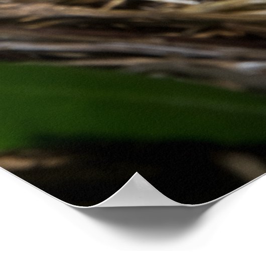 Männlicher Kardinal Füttre Babys Poster (Ecke)