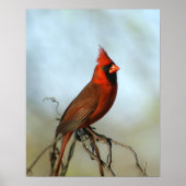 Männlicher Kardinal im Norden Poster (Vorne)