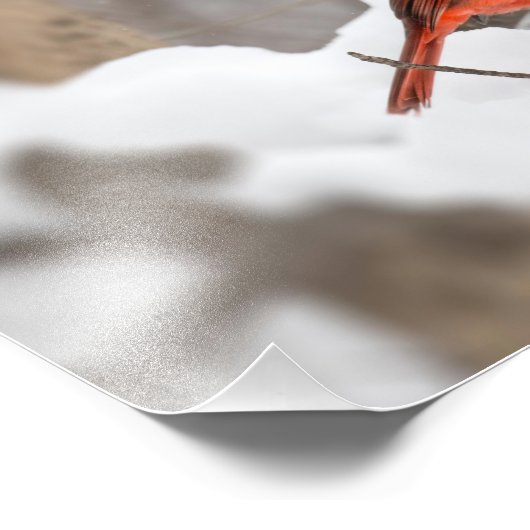 Männlicher Kardinal im Schnee Fotodruck (Ecke)