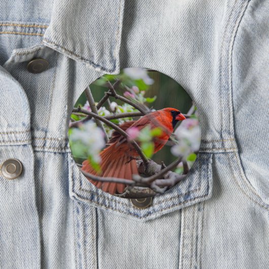 Männlicher Kardinal im Springtime Button (Beispiel)