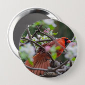 Männlicher Kardinal im Springtime Button (Vorne & Hinten)