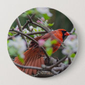 Männlicher Kardinal im Springtime Button (Vorderseite)