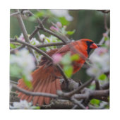 Männlicher Kardinal im Springtime Fliese (Vorderseite)