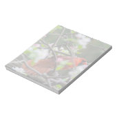 Männlicher Kardinal im Springtime Notizblock (Rotiert)