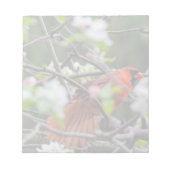 Männlicher Kardinal im Springtime Notizblock (Vorderseite)