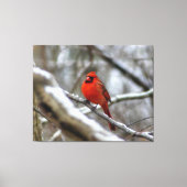 Männlicher Kardinal Leinwanddruck (Vorderseite)