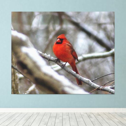 Männlicher Kardinal Leinwanddruck (Insitu (Holzboden))