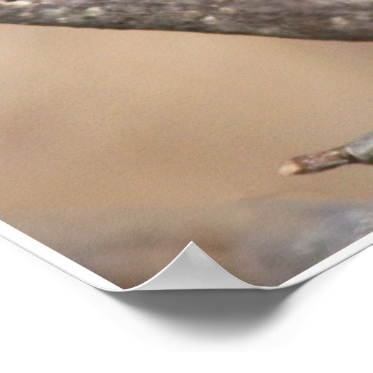 Männlicher Kardinal Poster (Ecke)