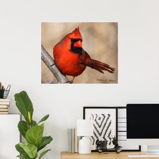 Männlicher Kardinal Poster (Heimbüro)