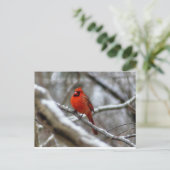 Männlicher Kardinal Postkarte (Stehend Vorderseite)