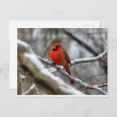 Männlicher Kardinal Postkarte (Vorne/Hinten)