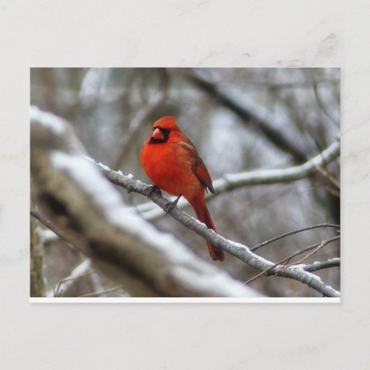 Männlicher Kardinal Postkarte (Vorderseite)