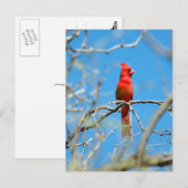 Männlicher Kardinal Postkarte (Vorne/Hinten)