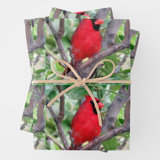 Männlicher Kardinal - Wrackpapier für Jede Anlässe Geschenkpapier Set (Beispiel)