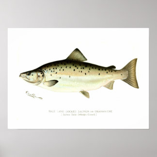 Männlicher Lachs oder Quaniche Poster