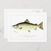 Männlicher Lachs oder Quaniche Postkarte (Vorne/Hinten)