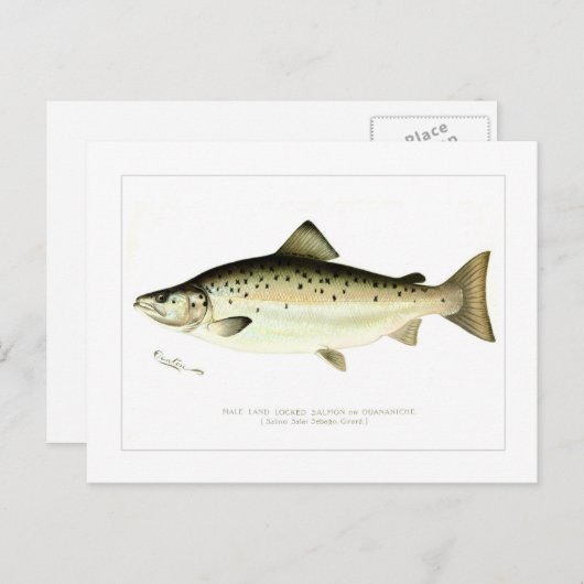 Männlicher Lachs oder Quaniche Postkarte (Vorne/Hinten)