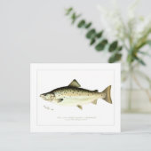 Männlicher Landlocked-Lachs oder Quaniche Postkarte (Stehend Vorderseite)