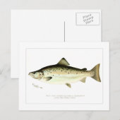 Männlicher Landlocked-Lachs oder Quaniche Postkarte (Vorne/Hinten)