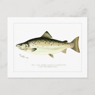 Männlicher Landlocked-Lachs oder Quaniche Postkarte