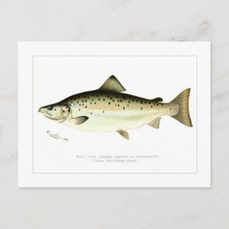 Männlicher Landlocked-Lachs oder Quaniche Postkarte