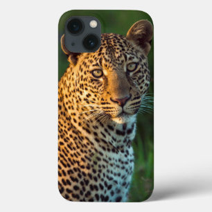 Männlicher Leopard (Panthera Pardus) ausgewachsene Case-Mate iPhone Hülle