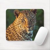 Männlicher Leopard (Panthera Pardus) ausgewachsene Mousepad (Mit Mouse)