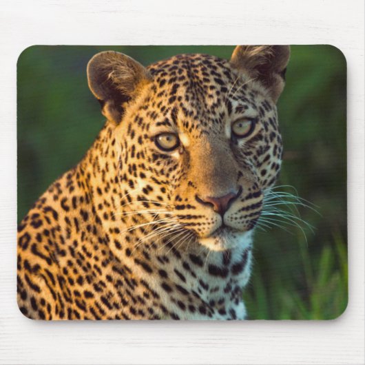 Männlicher Leopard (Panthera Pardus) ausgewachsene Mousepad (Vorne)