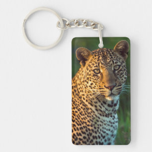 Männlicher Leopard (Panthera Pardus) ausgewachsene Schlüsselanhänger