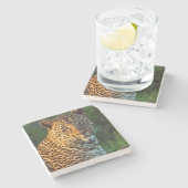 Männlicher Leopard (Panthera Pardus) ausgewachsene Steinuntersetzer (Seitenansicht)