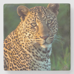 Männlicher Leopard (Panthera Pardus) ausgewachsene Steinuntersetzer